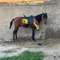 اسب نریان یورقه