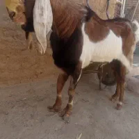 نربز گلابی پاکستانی|حیوانات مزرعه|بردسکن, |دیوار