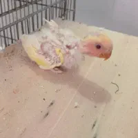 کوتوله برزیلی ، عروس هلندی|پرنده|جهرم, |دیوار