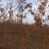 فروش نهال بادام آذر و نهال درخت بلوط|خدمات باغبانی و درختکاری|خسروشاه, |دیوار