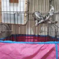 جفت عروس هلندی مولد وایت فیس ابلغ و ایزابلا|پرنده|اسلام‌شهر, شهرک مصطفی خمینی|دیوار