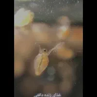 فروش دافنی زنده|ماهی|مرودشت, فرهنگ|دیوار