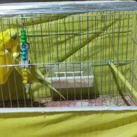 مرغ عشق هلندی با تمام وسایل|پرنده|شیراز, رکن‌آباد|دیوار