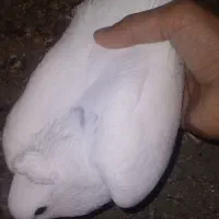 کبوتر گتوند|پرنده|گتوند, |دیوار