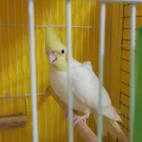 طوطی عروس ماده|پرنده|ساری, |دیوار
