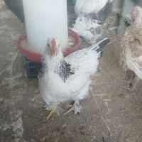 تخم  مرغ نطفه دار .خروس برهما .  ابخوری و دانخوری|حیوانات مزرعه|کرمانشاه, |دیوار