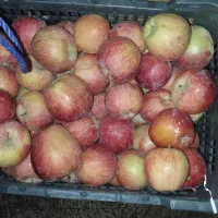 سیب درجه2قرمز و سفید|خوردنی و آشامیدنی|اشنویه, |دیوار