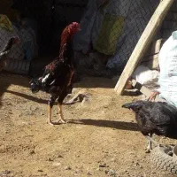 جوجه لاری|حیوانات مزرعه|ساوه, |دیوار