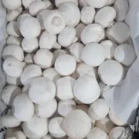 اجاره سالن قارچ