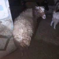 قوچ دو رگه|حیوانات مزرعه|سبزوار, رباط|دیوار