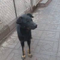 سگ نیم گرگی نکهبان