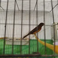 پرنده قناری