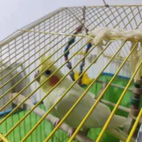 عروس هلندی پخ