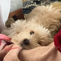 واگذاری سگ|سگ|سمنان, |دیوار