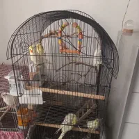 جفت عروس هلندی