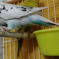 مرغ عشق|پرنده|چناران, |دیوار