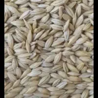 بلغور جو برای دام