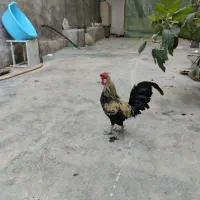 خروس بانتام