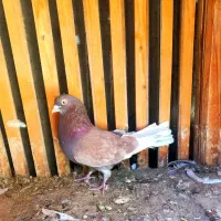 فروش،نر سرخ روزگاری