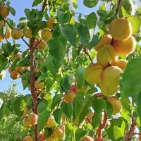 نهال زرد الو عسگراباد