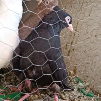 کبوتر طوقی سینه ای دوکت زاغ