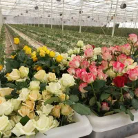 کارگر ساده|استخدام صنعتی، فنی، مهندسی|رودهن, |دیوار