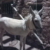 الاغ  نر  جوان و آرام|حیوانات مزرعه|قزوین, |دیوار