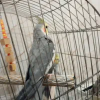 دو عدد عروس هلندی نر|پرنده|الوند, |دیوار