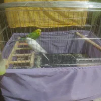 جفت مرغ عشق