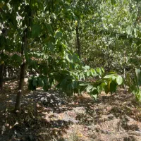باغ روستای ازغد طرقبه|فروش زمین و ملک کلنگی|مشهد, آزادشهر|دیوار