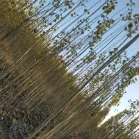 قلمه یا گواخ در زمین خودمون نهال