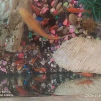 دوچرخه۲۰اکواریوم ماشین شارژی ۲نفره بزرگ|دوچرخه، اسکیت، اسکوتر|شوشتر, |دیوار