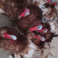 بوقلمون|حیوانات مزرعه|دیواندره, |دیوار