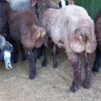 یک عددبره نرافشار|حیوانات مزرعه|گنبد کاووس, |دیوار