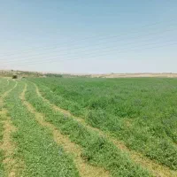 یونجه خشک
