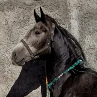 پانسیون اسب