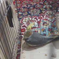 جوجه عروس هلندی|پرنده|کازرون, |دیوار