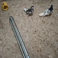 یک جفت لگدار خوشکل|پرنده|بندر ماهشهر, |دیوار