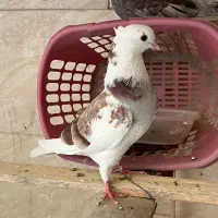 کفتر پرشی|پرنده|تهران, فلاح|دیوار