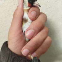 سهره|پرنده|تهران, ترمینال جنوب|دیوار