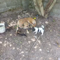 واگذاری سگ گله سرابی