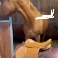 لوازم کفش جوراب باشگاه سوارکاری پرورش اسب آموزش|اسب و تجهیزات اسبسواری|محمدشهر, شهرک چمران|دیوار