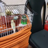 مرغ عشق نرو ماده با جوجه بزرگ شده و قفس کامل|پرنده|کرج, شهرک بنفشه|دیوار