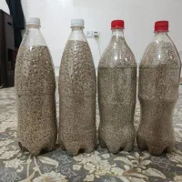 بذر اعلا درجه یک سفید صورتی بشرط تست شده