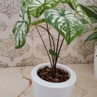 گل‌های خانگی
