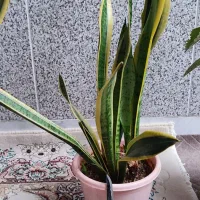 گل سانسوریا طلایی