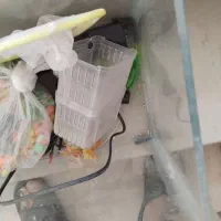 آکواریم معاوضه با کفتر پلاکی