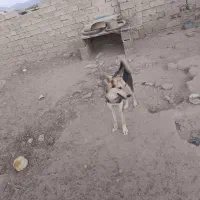 واگذاری سگ ماده