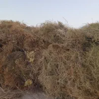 خار فروشی