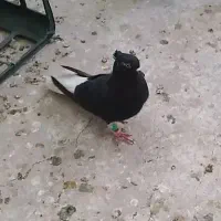 دمسقید و طوقی